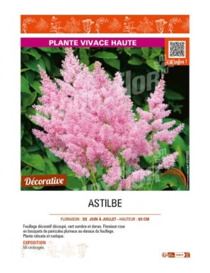 ASTILBE (arendsii rose)