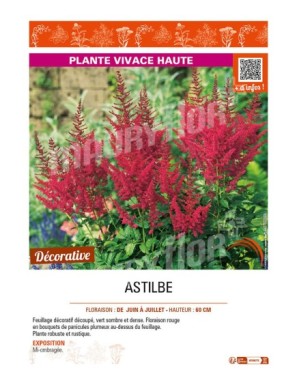 ASTILBE (arendsii rouge)