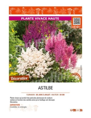 ASTILBE (arendsii varié)