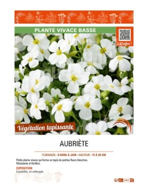 AUBRIETA (blanc)