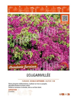 BOUGAINVILLEA (varié)