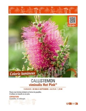 CALLISTEMON viminalis Hot Pink®