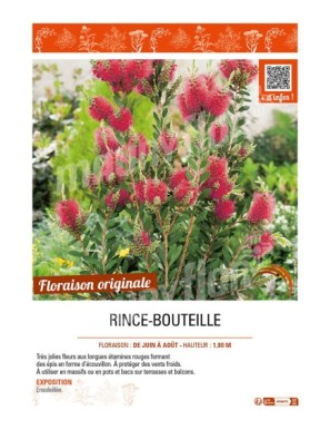 CALLISTEMON X LAEVIS voir RINCE-BOUTEILLE