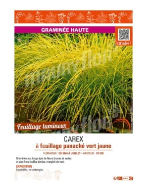 CAREX à feuillage panaché vert jaune