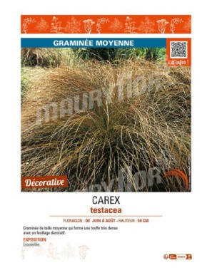 CAREX testacea