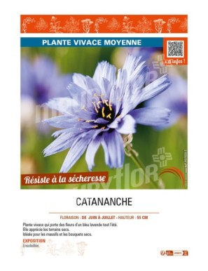 CATANANCHE (caerulea bleu)