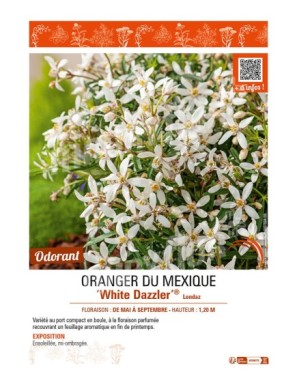 CHOISYA TERNATA White Dazzler® Londaz voir  ORANGER DU MEXIQUE