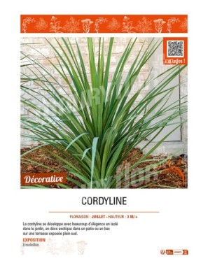 CORDYLINE