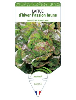 LAITUE D'HIVER PASSION BRUNE