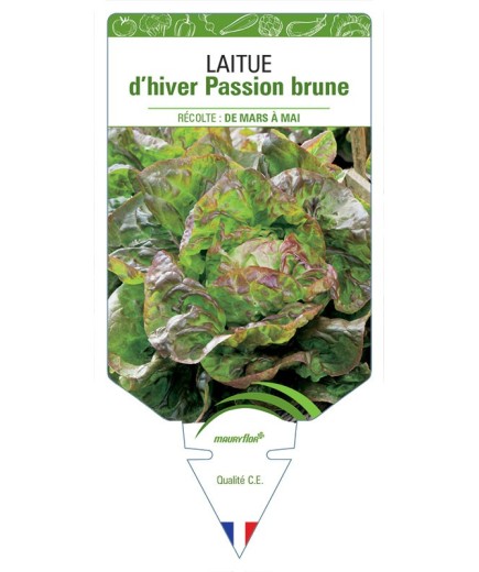 LAITUE D'HIVER PASSION BRUNE