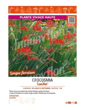 CROCOSMIA (crocosmiiflora) Lucifer