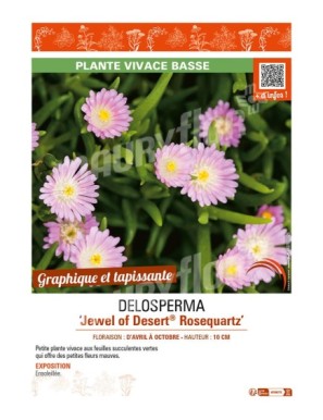 DELOSPERMA Jewel of Desert Rosequartz