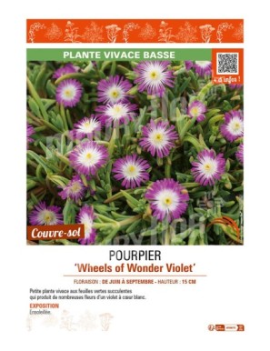 DELOSPERMA nubugenum Wheels of Wonder Violet voir POURPIER