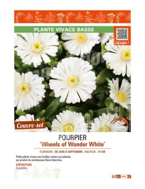 DELOSPERMA nubugenum Wheels of Wonder White voir POURPIER