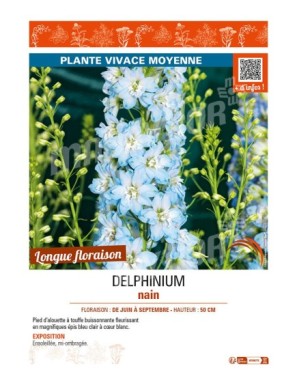 DELPHINIUM nain (bleu clair cœur blanc)