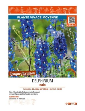 DELPHINIUM nain (bleu foncé cœur blanc)