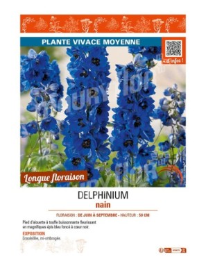 DELPHINIUM nain (bleu foncé cœur noir)