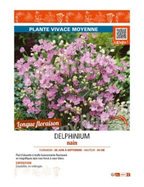 DELPHINIUM nain (rose foncé cœur blanc)