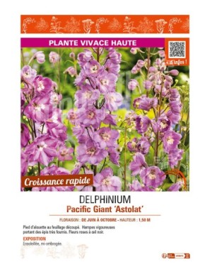 DELPHINIUM Pacific Giant Astolat