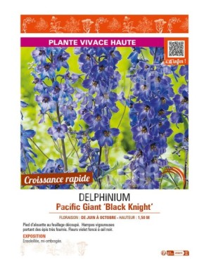 DELPHINIUM Pacific Giant Black Knight