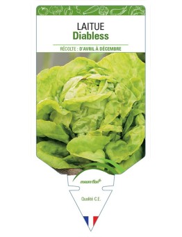 LAITUE DIABLESS