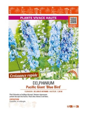 DELPHINIUM Pacific Giant Blue Bird