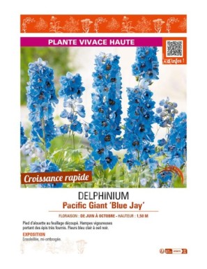 DELPHINIUM Pacific Giant Blue Jay