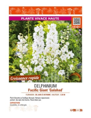 DELPHINIUM Pacific Giant Galahad