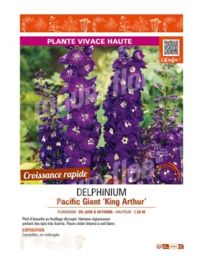 DELPHINIUM Pacific Giant King Arthur