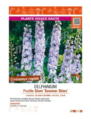 DELPHINIUM Pacific Giant Summer Skies