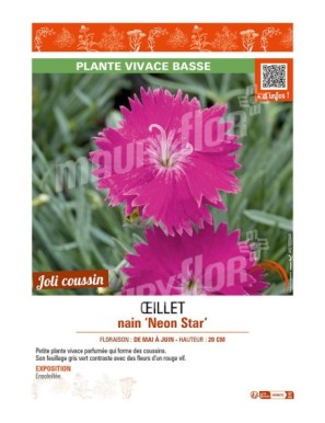 DIANTHUS alpinus Neon Star voir ŒILLET nain