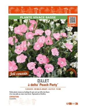 DIANTHUS deltoides Peach Party voir ŒILLET à delta