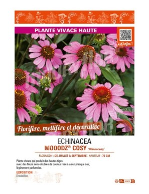 ECHINACEA MOOODZ® COSY Hilmoocosy voir RUDBECKIA