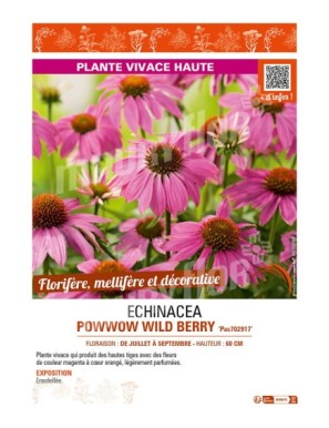 ECHINACEA purpurea POWWOW WILD BERRY voir RUDBECKIA