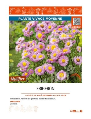 ERIGERON