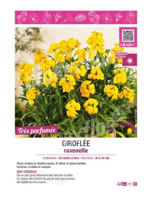 ERYSIMUM cheirii voir GIROFLÉE ravenelle (jaune)