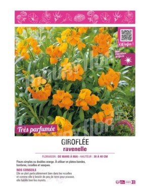 ERYSIMUM cheirii voir GIROFLÉE ravenelle (orange)