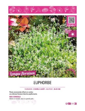 EUPHORBE (annuelle)