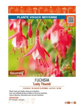 FUCHSIA (venusta) Lady Thumb