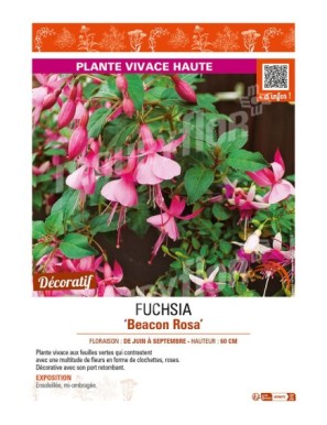 FUCHSIA Beacon Rosa