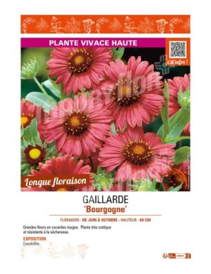 GAILLARDIA Bourgogne