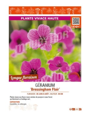 GERANIUM (psilostemon) Bressingham Flair