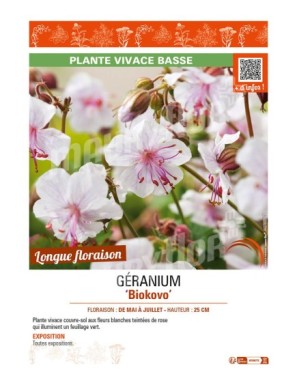 GERANIUM (x cantabrigiense) Biokovo