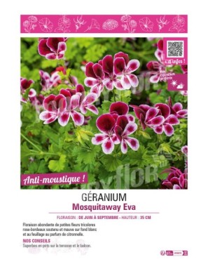 GERANIUM MOSQUITAWAY EVA