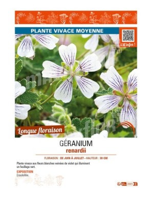 GERANIUM renardii