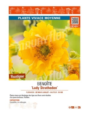 GEUM chiloense Lady Stratheden voir BENOÎTE