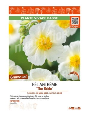 HELIANTHEMUM The Bride