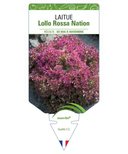 LAITUE LOLLO ROSSA NATION (À COUPER)