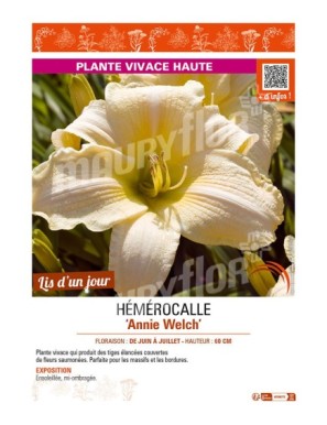 HEMEROCALLIS Annie Welch