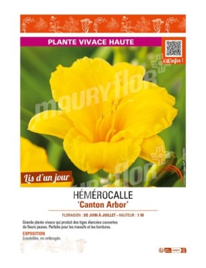 HEMEROCALLIS Canton Arbor